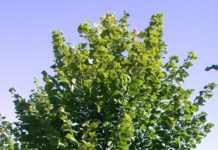 Tilia cordata ’Rancho’ og ‘Elin’ – småbladlind med slank krone