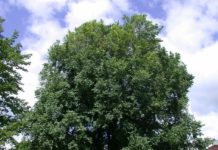 Ulmus laevis – et lovende treslag som aldri slo igjennom