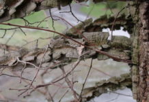 Ulmus minor var. suberosa – alm med dekorativ, grov korkbark