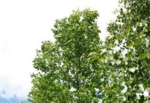 Ulmus Resista® – sykdomsresistent alm gir nytt håp for en truet slekt