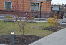 Fargerik trollhassel