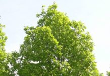 Quercus frainetto – et lovende parktre