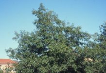 Quercus palustris – en eikeart som kan tåle stor jordfuktighet
