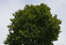 Quercus petraea – sommereikas litt anonyme fetter