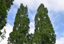Quercus robur f. fastigiata – sommereik med slank krone