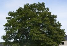 Quercus rubra – rasktvoksende eik fra Nord-Amerika