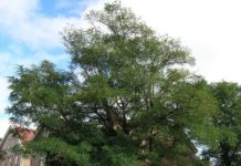 Robinia pseudoacacia – eksotisk parktre med pålagte restriksjoner