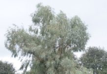 Salix alba var. sericea og S. alba ‘Sibirica’ – innslag av sølv i parken