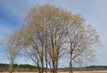 Salix daphnoides – store gåsunger ønsker våren velkommen