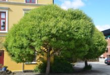 Salix euxina ’Bullata’ – karelsk skjørpil med kuleformet krone