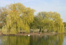 Salix x salamonii ‘Chrysocoma’ – sørgepil som ofte speiler seg i vann