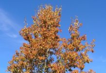 Sorbus alnifolia – en lovende asal-art fra Øst-Asia