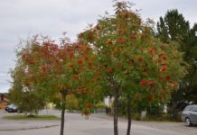 Sorbus decora – et amerikansk søskenbarn til norsk rogn