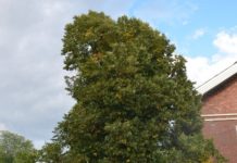 Tilia x europaea ‘Euchlora’ – lind med blanke blader og hengende greiner