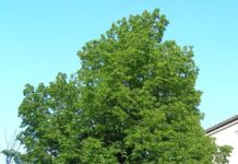 Tilia platyphyllos – lind med tradisjoner