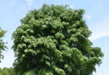 Tilia tomentosa – hatet av bladlus, men elsket av humler