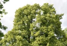 Tilia x europaea – Norges vanligste bytre