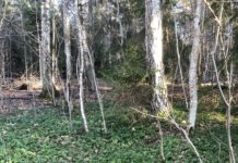 Fremmede plantearter – et viktig tema for grøntanleggsbransjen