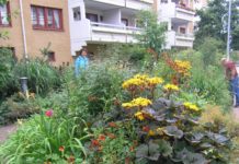 Skjøtsel av stauderabatter etter 14-minuttersmetoden