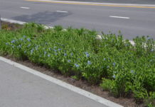 Det blomstrer i regnbedene