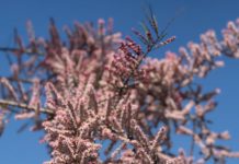 Tamarix – en sky av rosa blomster i mai eller august