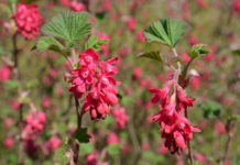 Norge i rødt, hvitt og blått