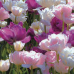 Tulipaner