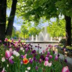 Tulipaner i park
