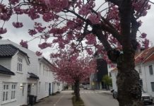 Fargerik sommerlesning