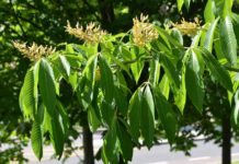 Aesculus flava – hestekastanje med gule blomster