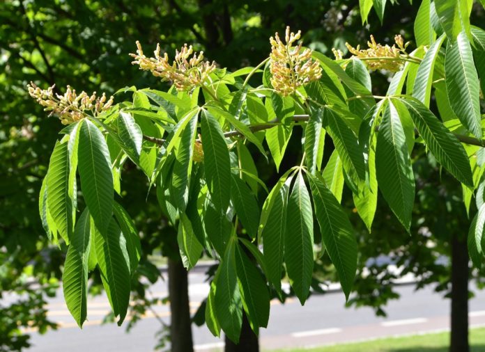 Aesculus flava_Tøyen_Oslo7red+