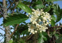 Sorbus neglecta – en endemisk kalkelsker freder seg selv i Bindal