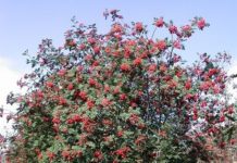 Sorbus meinichii – en fager, norsk art i asalslekta
