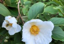 Nye fargerike planteslag til grøntanlegg?