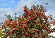 Sorbus hybrida – vakre, små trær fra norsk natur