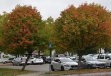 Sorbus x thuringiaca ’Fastigiata’ – asal med kuleformet krone
