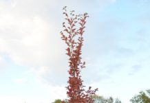 Stewartia pseudocamellia – tebuskens herdige slektning