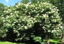 Syringa reticulata – en stammedannende syrin med blomstring om sommeren
