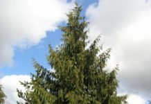 Thuja plicata – rasktvoksende nordamerikanske kjemper
