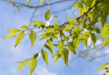 Zelkova serrata – et uvanlig bytre i Norge