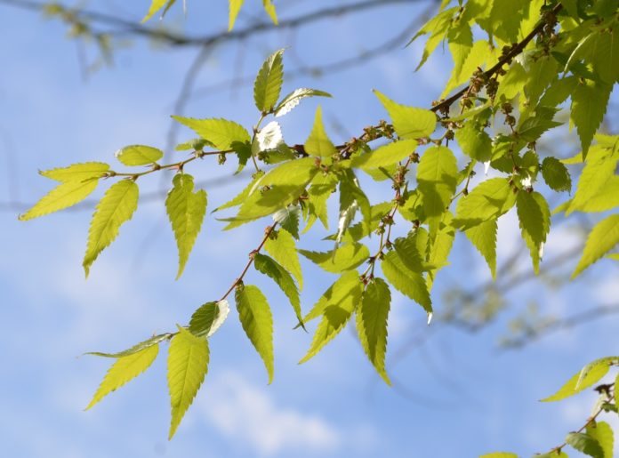 Zelkova_serrata_GreenVase_Bjørvika_Oslo8_red