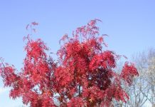 Sorbus commixta – små østasiatiske trær med sterke høstfarger