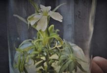 32.000 år gamle plantegener blir kartlagt