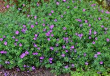 To nye prosjekter om plantebruk i regi av NGF