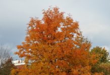 Sorbus ulleungensis ’Dodong’ – fra koreansk øy til europeisk tresortiment