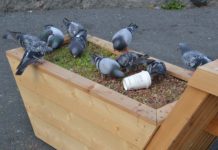 Bergknapp er åpenbart duemat