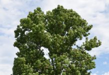 Fraxinus excelsior – det kongelige treet