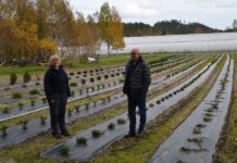 Norske Naturplanter blir videreført på Sørlandet