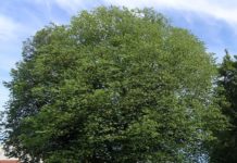 Ulmus glabra – et viktig parktre truet av sykdom