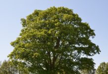 Acer pseudoplatanus – robust lønn med stor spredningsevne